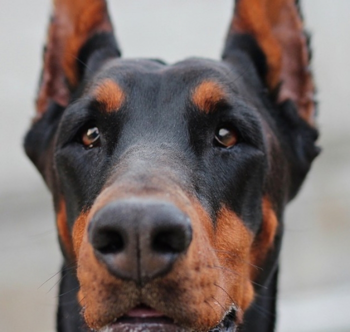 pension chien sans laisse