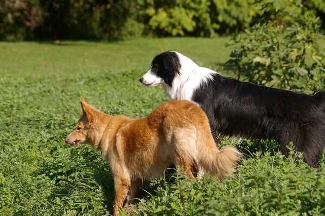 pension chien sans laisse