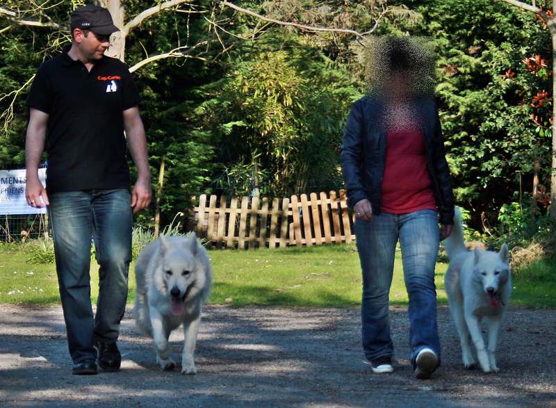 pension chien sans laisse