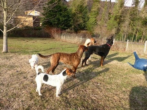 pension chien sans laisse