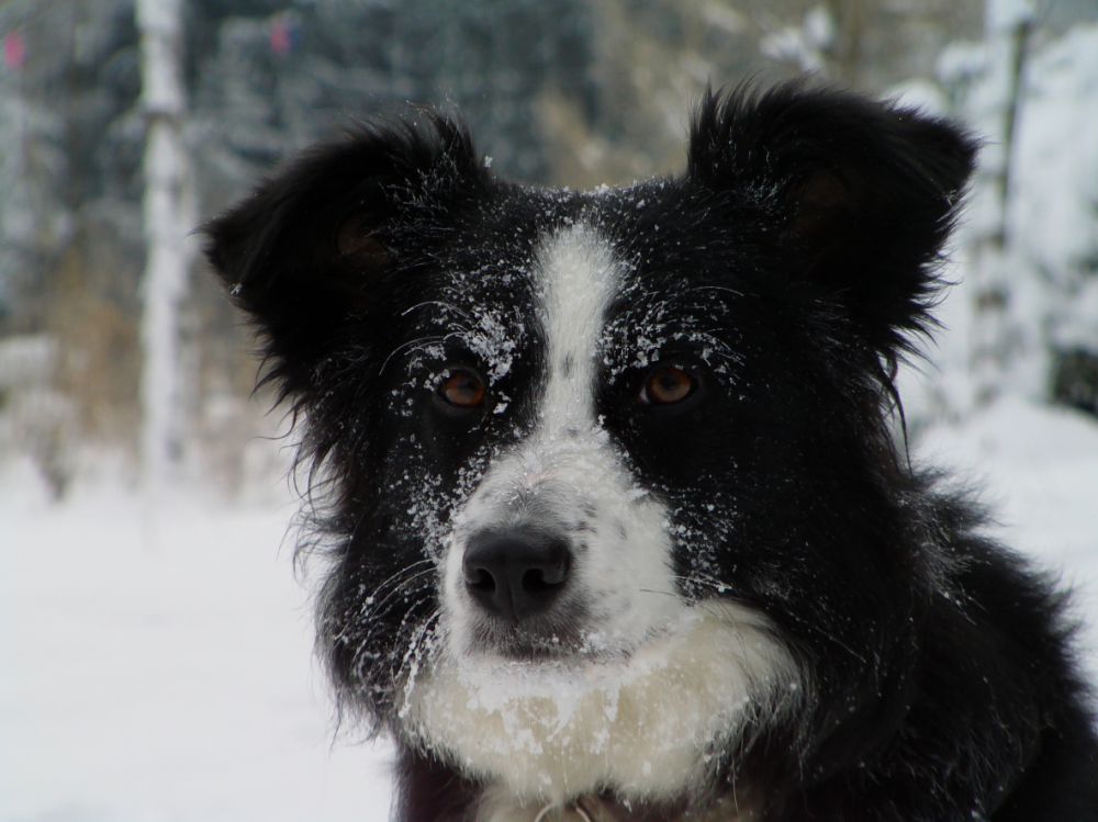 pension chien thiers