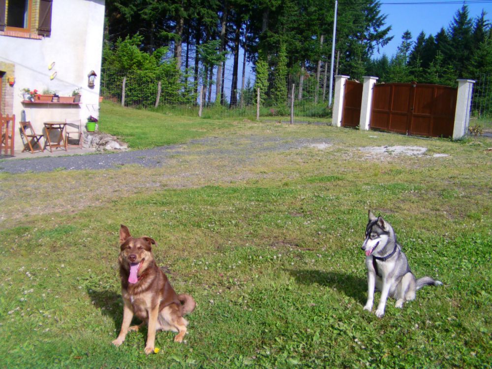 pension chien thiers
