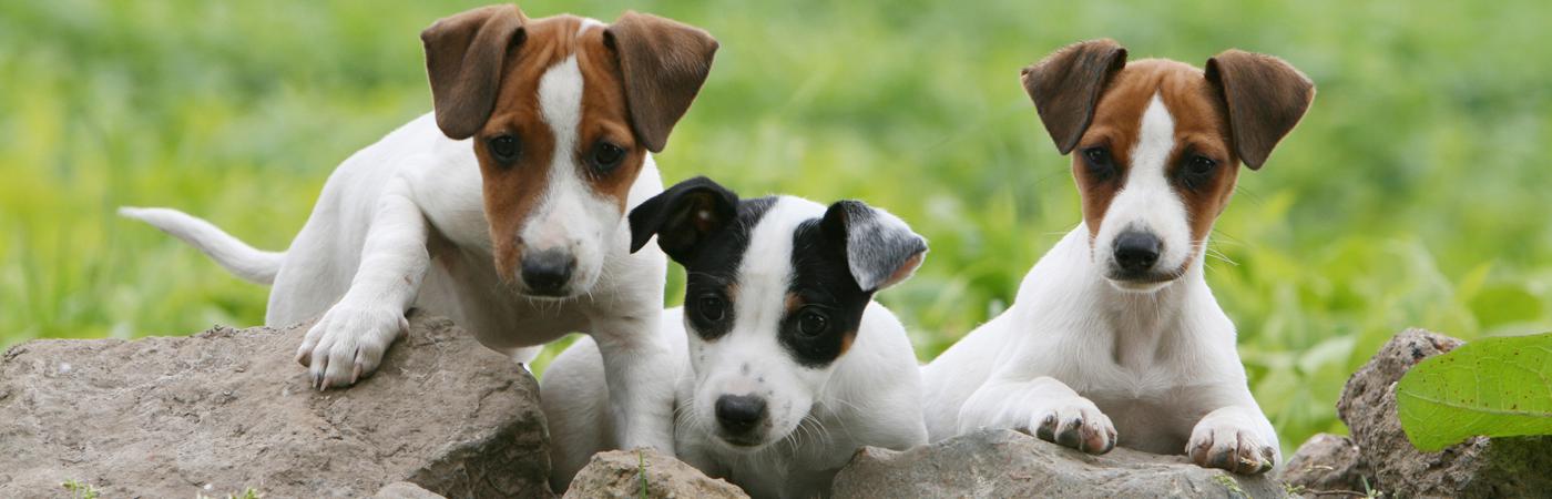 pension chien thiers