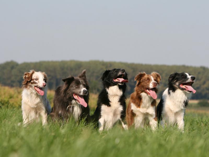 pension chien thiers