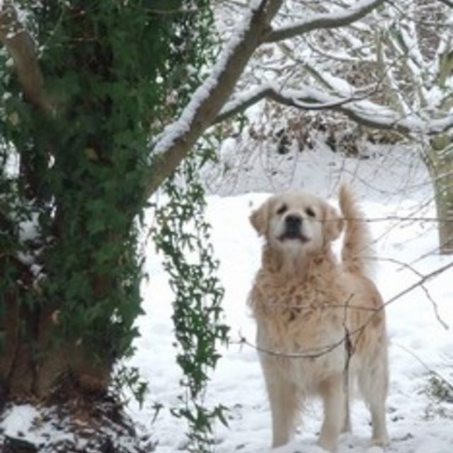 pension chien urimenil