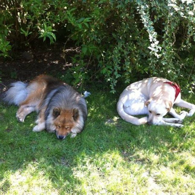 pension chien urimenil