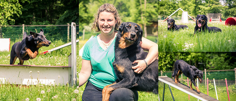 pension chien ury