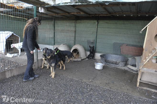 pension chien ussel