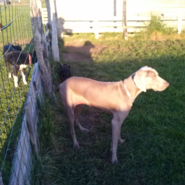 pension chien ussel
