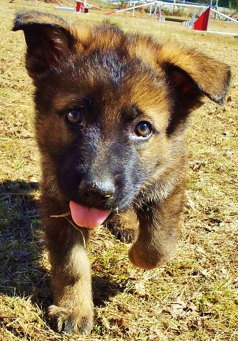 pension chien ussel