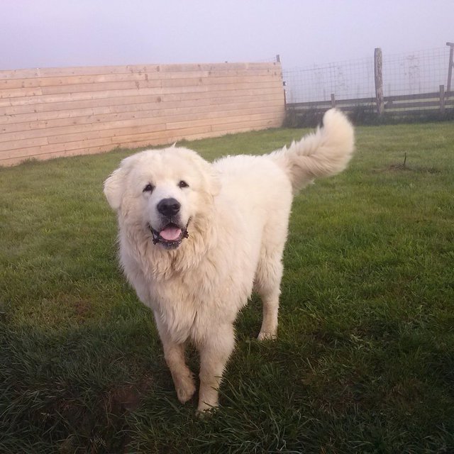 pension chien ussel
