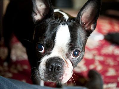 pension chien yverdon