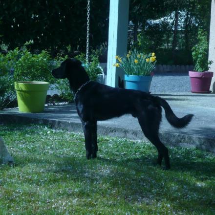 pension chien yverdon