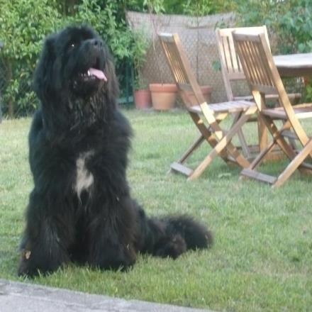 pension chien yverdon