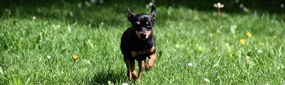 pension chien yverdon